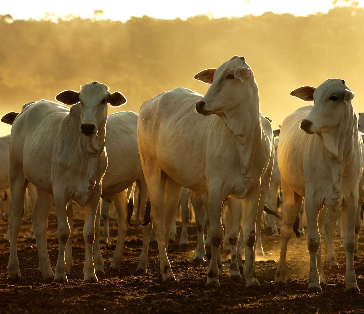 Setor de carne bovina espera redução do preço nos EUA só após encontro de Lula e Trump