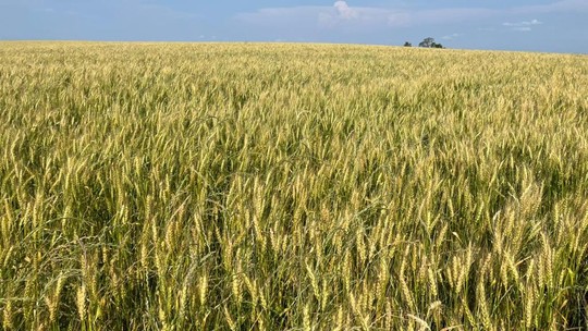 Chuvas no RS vão afetar produtividade do trigo e da cevada