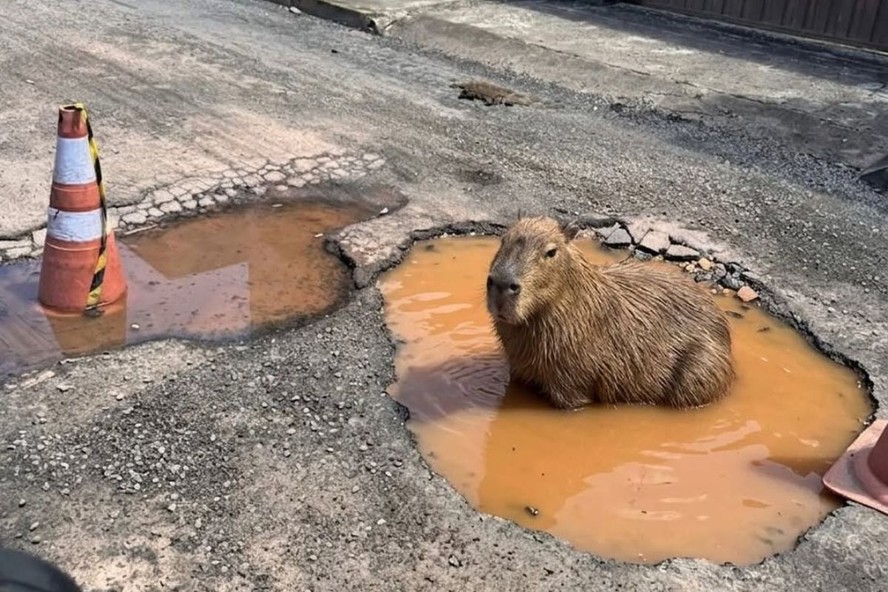 Prefeitura conserta buraco após imagem de capivara feita com IA ...