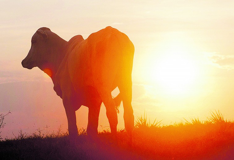 TJSP: Proprietário de gado indenizará agricultor por invasão em plantação