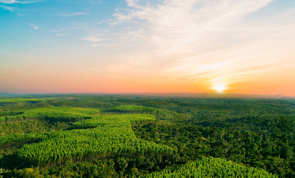 Mosaicos florestais formados entre as florestas nativas e plantações de eucalipto trazem benefícios à biodiversidade — Foto: Divulgação