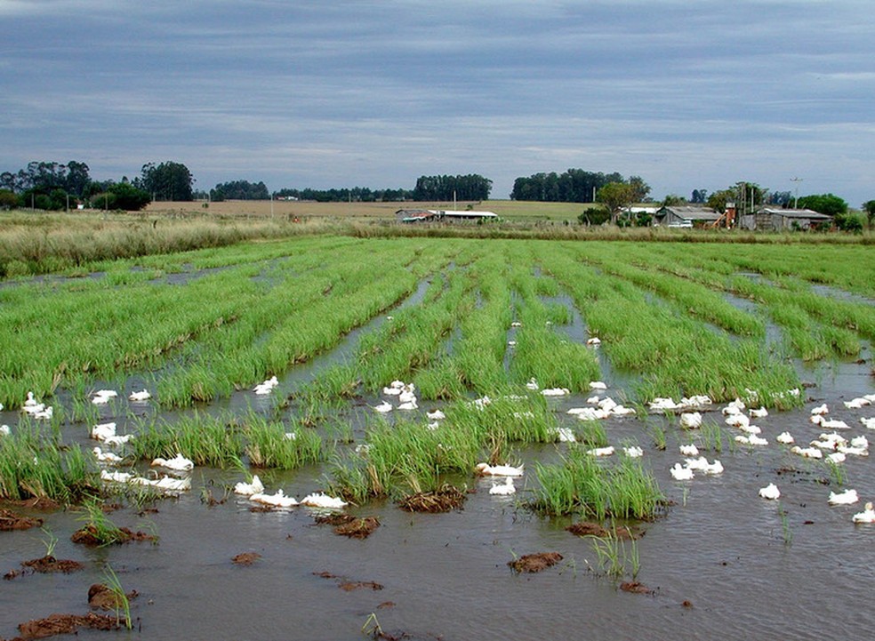 Excesso de chuva atrasa plantio de arroz no Rio Grande do Sul e preocupa produtores