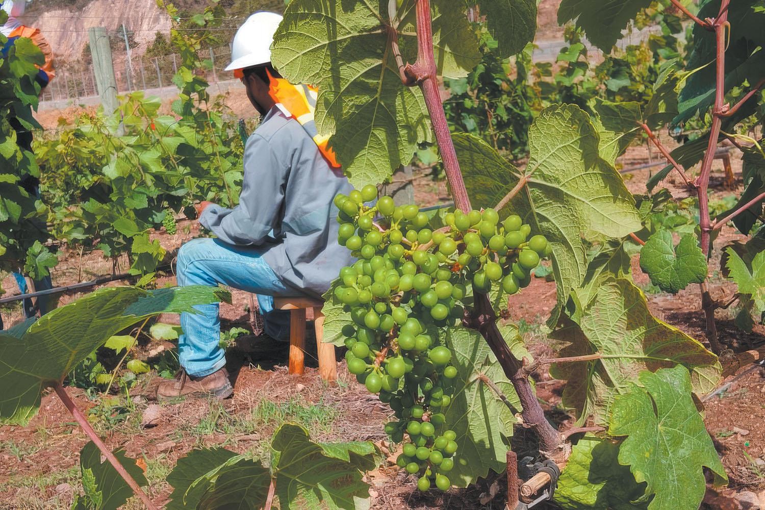 Do ouro ao vinho - QTU Questões do Universo