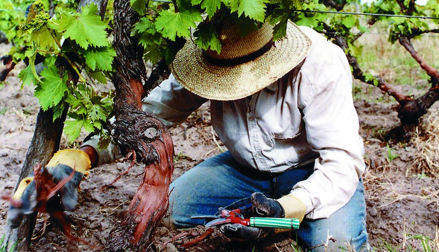 Taxa de câmbio preferencial deve ajudar produtores de vinho da Argentina