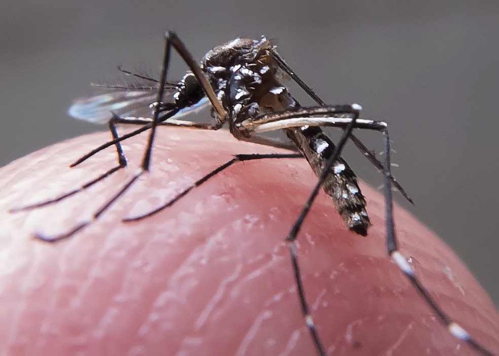 Aedes aegypti — Foto: Rafael Neddermeyer / Fotos Públicas