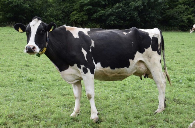 IA leva reconhecimento de imagens e automação de sistemas para dentro das operações do agronegócio