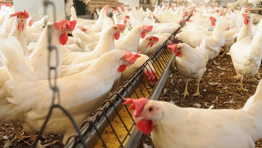 Risco de transmissão da gripe aviária para humanos aumenta e vira 'enorme preocupação', alerta OMS