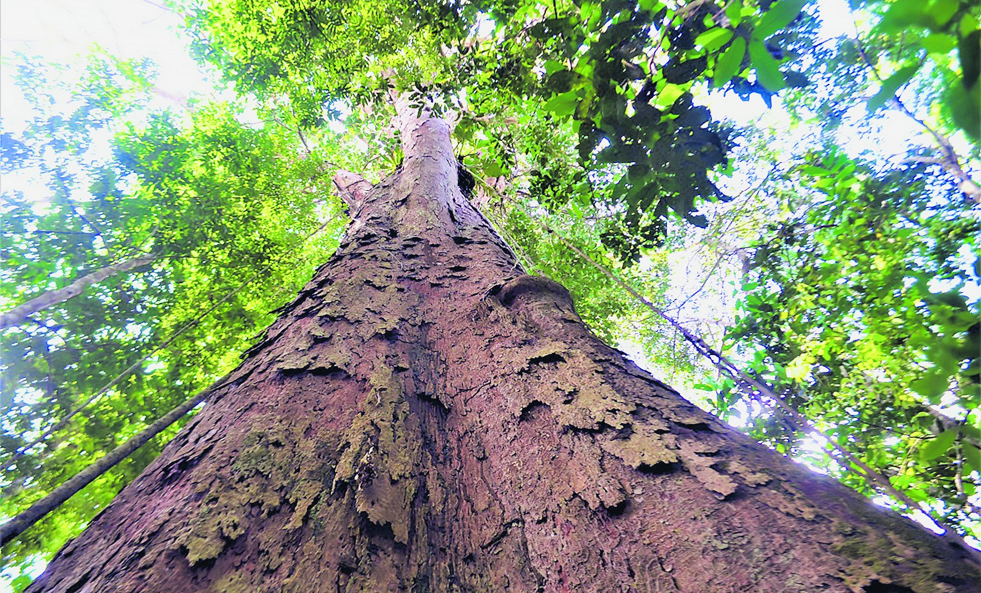 BNDES lança na COP28 1º passo do maior projeto de restauração da Amazônia