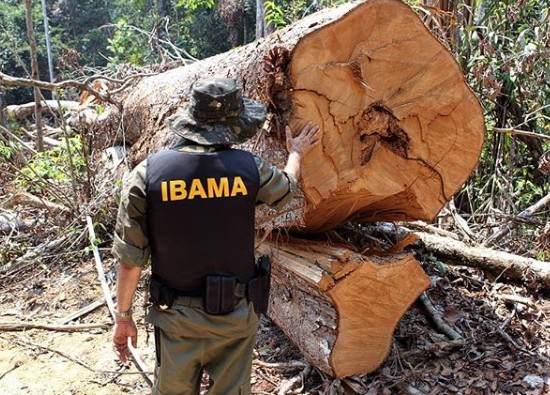 TRF-1: Uso irregular de fogo em área rural é infração ambiental