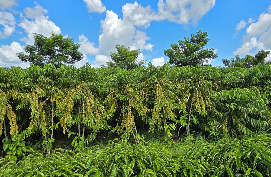 Colheita de café começa com relatos de alto rendimento e boa qualidade