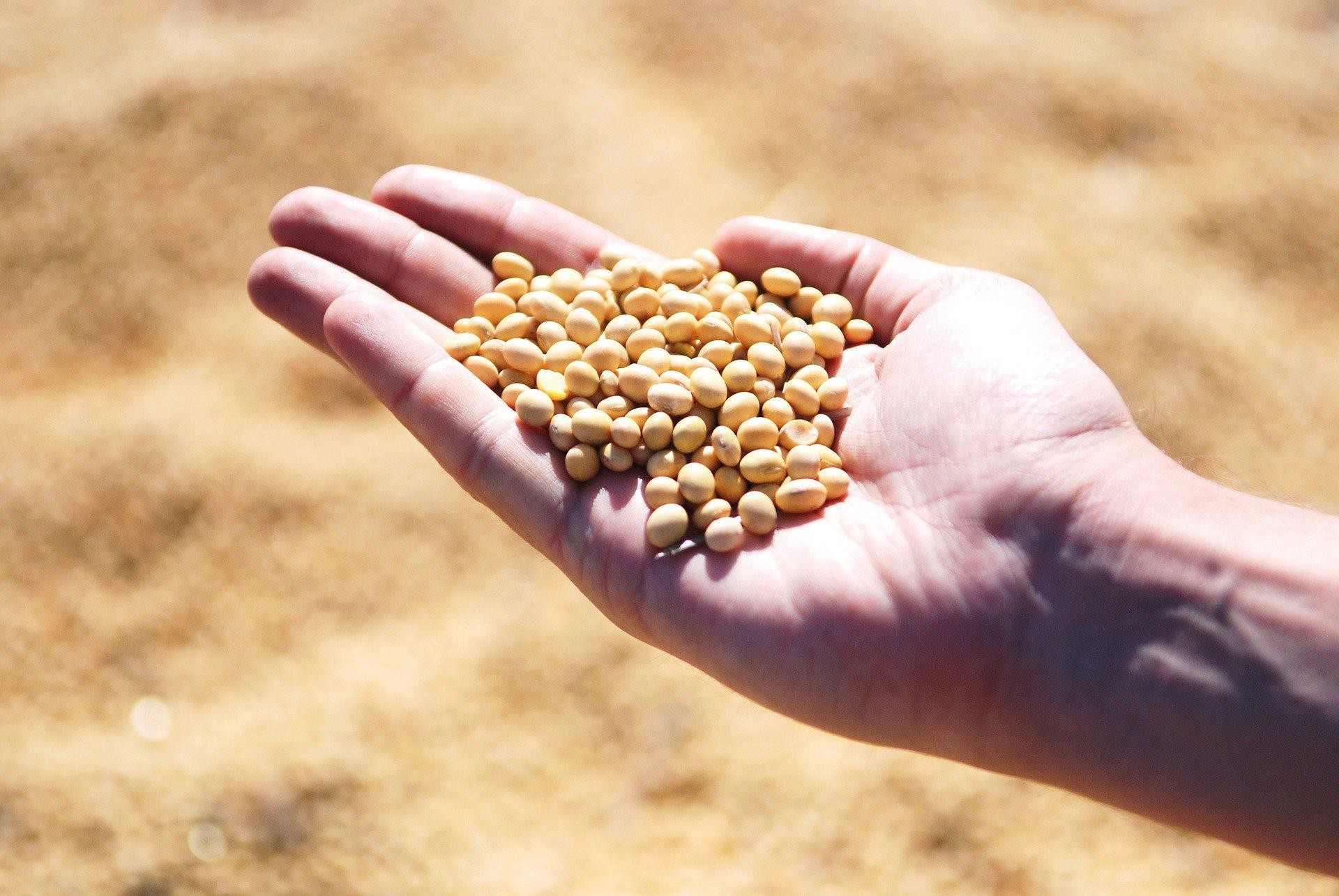 Soja, café e pecuária foram destaque na agropecuária do 2º trimestre, mostra IBGE - QTU Questões do Universo