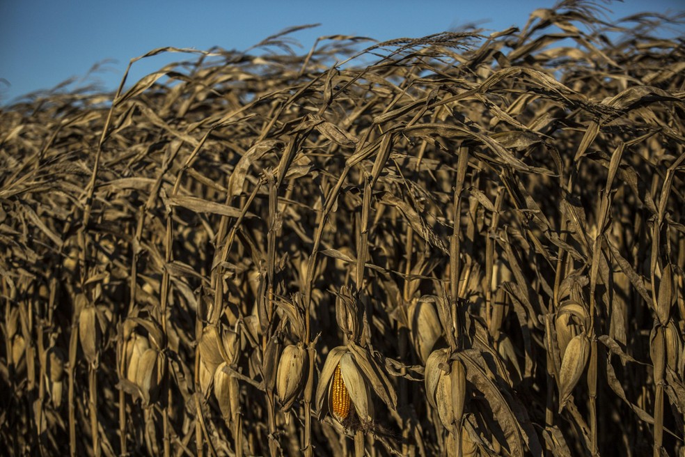 Lavoura de milho nos EUA — Foto: Bloomberg Creative Photos/Bloomberg