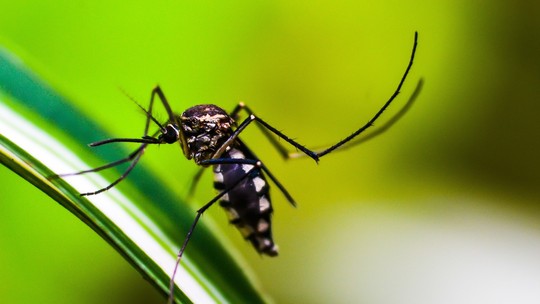Dengue: SP chega a 587 mortos e mais de 920 mil casos confirmados