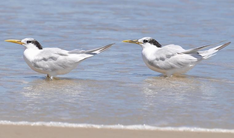 Gripe aviária H5N1 chega ao terceiro estado da Austrália