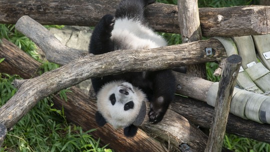 Washington se despede de seus pandas gigantes, que serão devolvidos à China