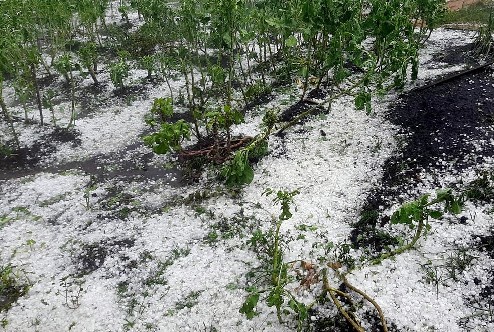 Chuva de granizo afetou lavouras em Minas Gerais — Foto: Emater-MG / divulgação