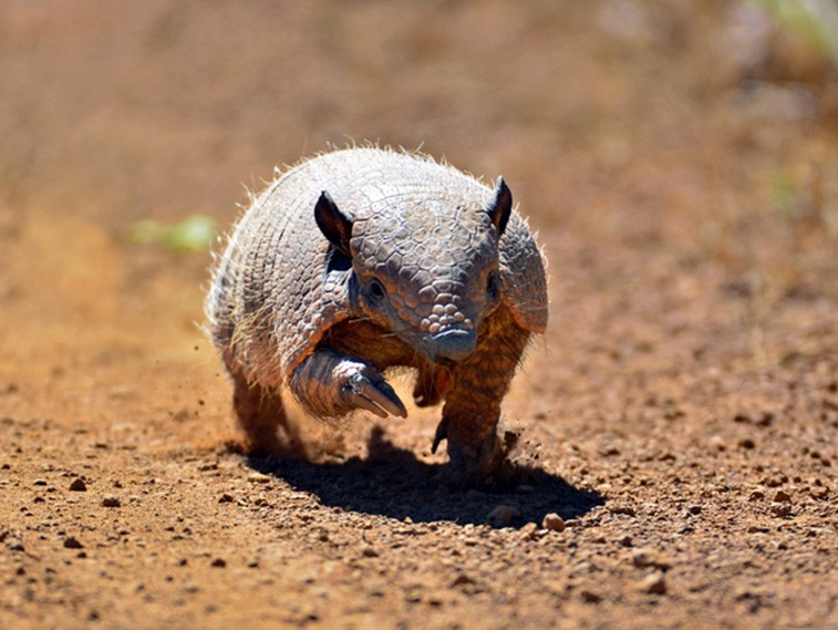 COP da biodiversidade