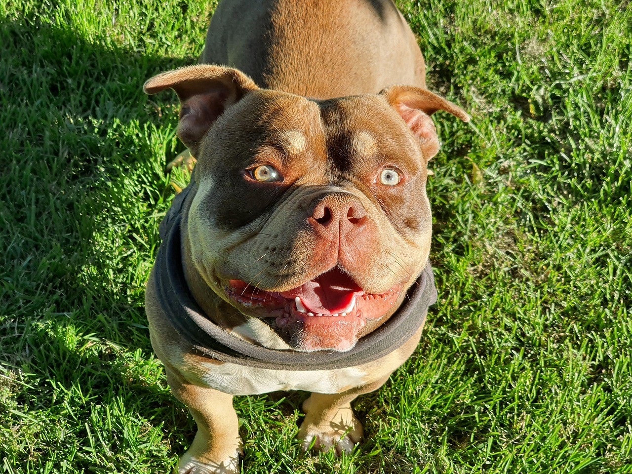 TJPE mantém multa para morador que se nega a colocar focinheira no cão