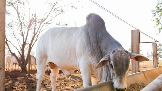 Marfrig investe em melhoria genética e dieta do gado para reduzir emissões 