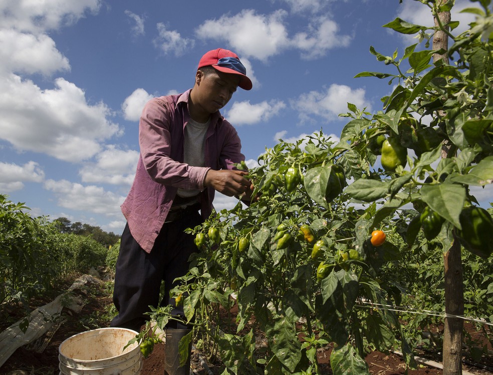 Pequenos produtores são responsáveis por até 80% dos alimentos consumidos em regiões como a Ásia e a África Subsaariana — Foto: Susana Gonzalez/Bloomberg