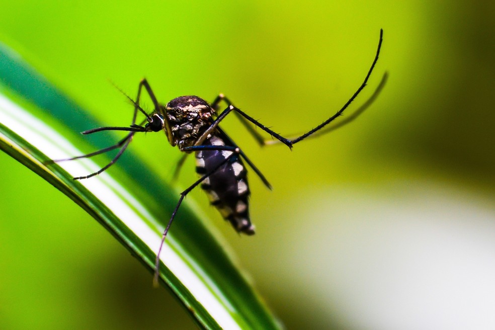 Itu e Salto decretam emergência por dengue