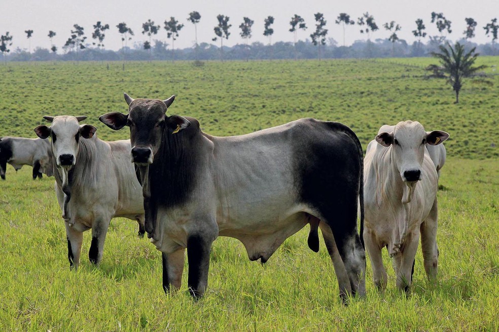 Cerca de 80% do rebanho bovino de corte é formado pela raça nelore cujo valor de arroba comercial começa a perder força — Foto: Evandro Monteiro/Valor