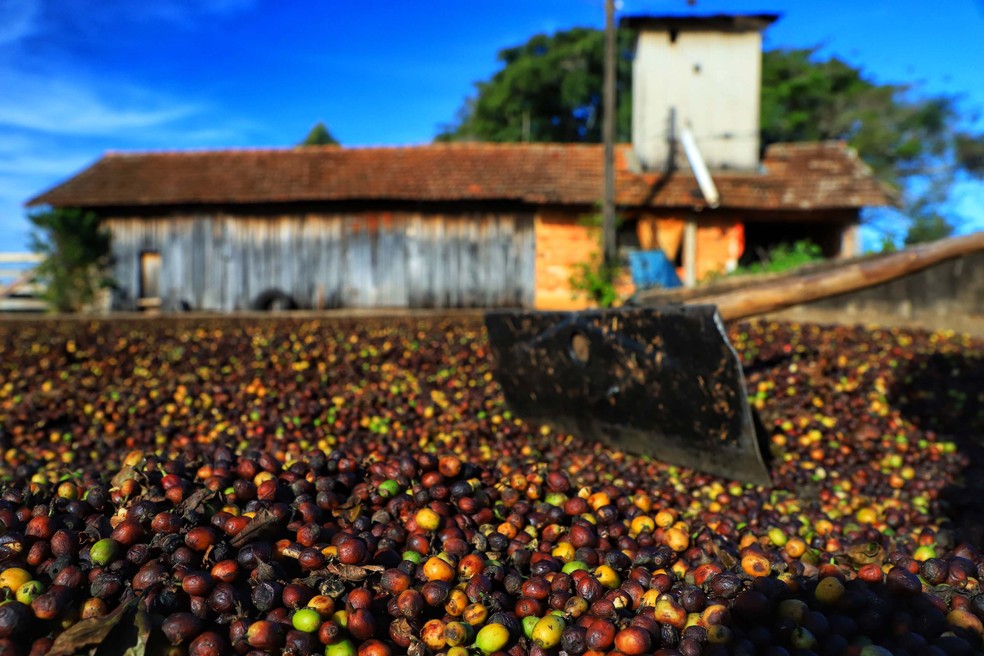 Produção de café no Paraná — Foto: José Fernando Ogura / AEN / divulgação