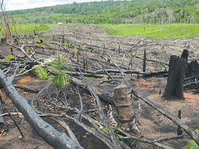 Caem os alertas de desmatamento na Amazônia