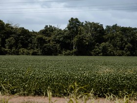 Plantio de soja em áreas desmatadas na Amazônia acelerou após primeiras ações contra Moratória