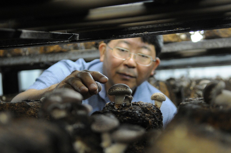 Iwao Akamatsu, sócio da Yuri Cogumelos, que fornece a base necessária para a produção de shiitake: "Não é algo bucólico. Tem muita tecnologia envolvida" — Foto: Luis Ushirobira/Valor