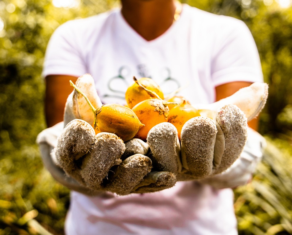 Projeto da Natura promove a cadeia do tucumã, ativo que estimula a produção de ácido hialurônico no corpo, uma espécie de hidratante natural — Foto: Divulgação