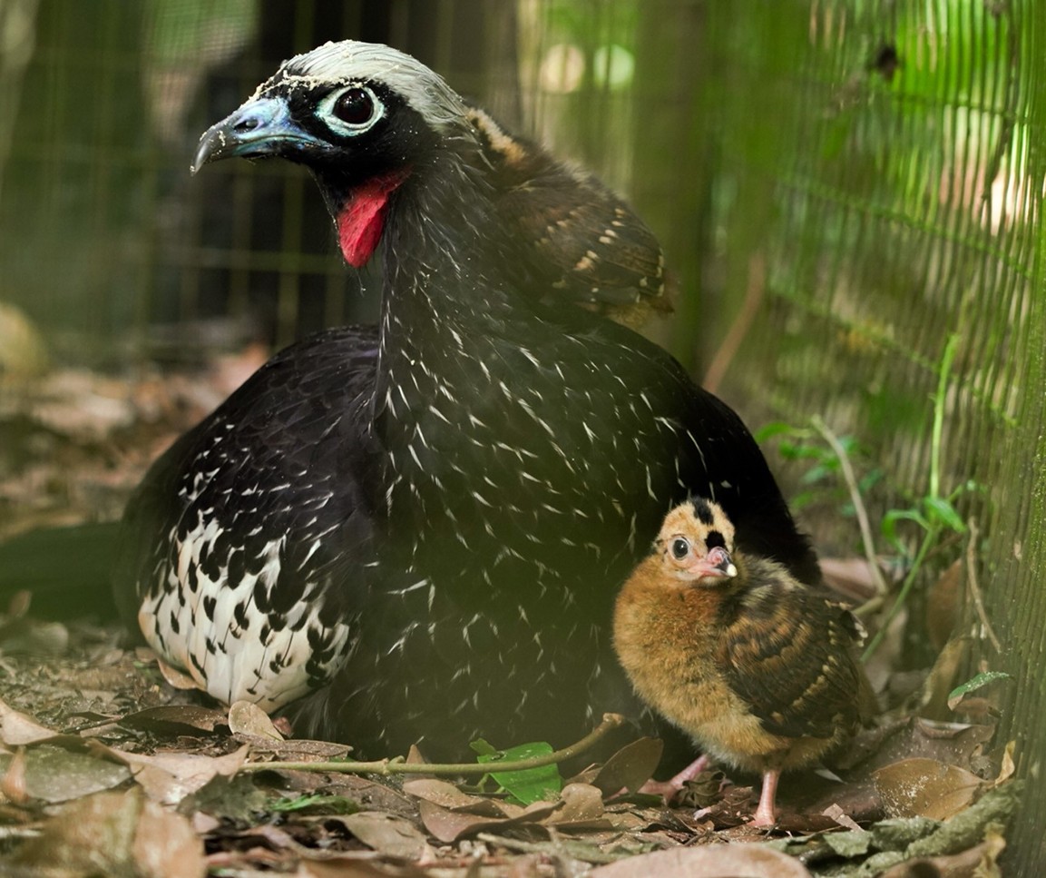 A história da alemã que fez do Parque das Aves uma das maiores atrações do Paraná - QTU Questões do Universo