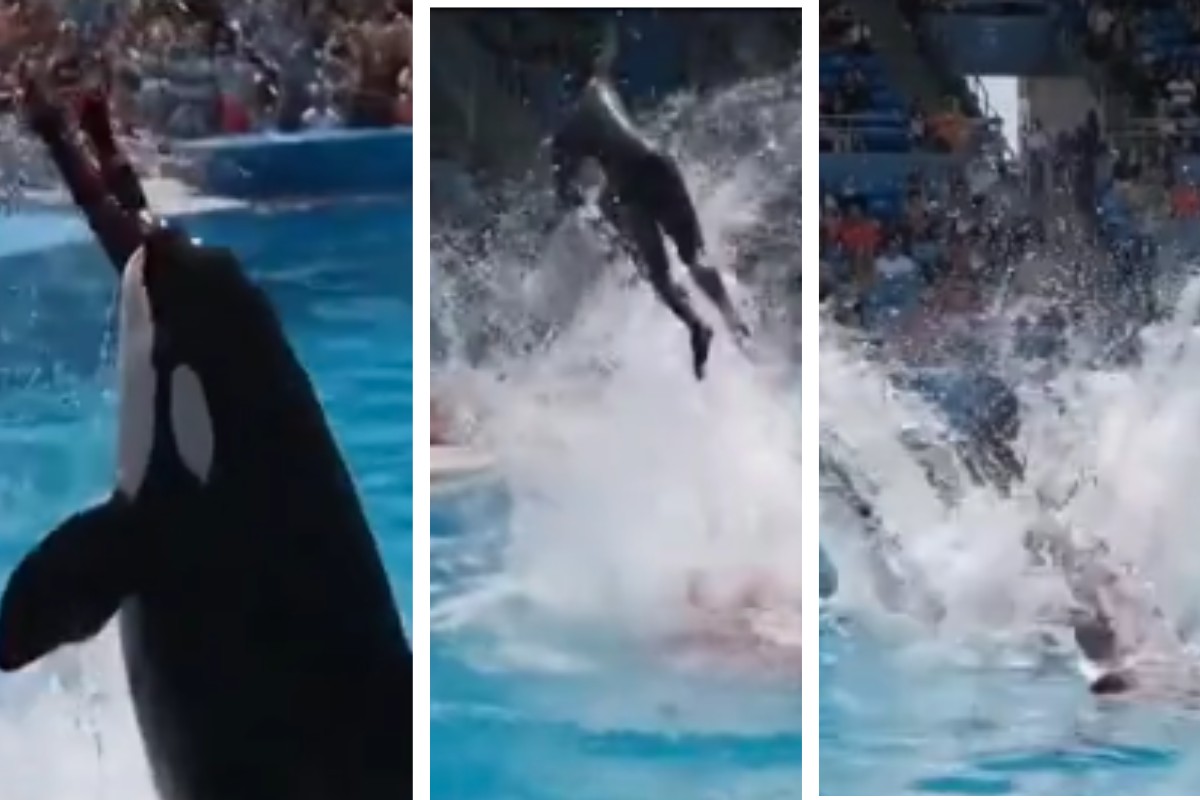 O Que Aconteceu Com Jessica E A Orca