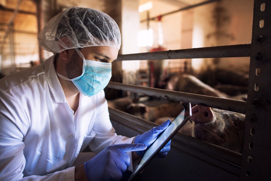 Frigoríficos investem mais em rastreabilidade da carne suína | Dino ...