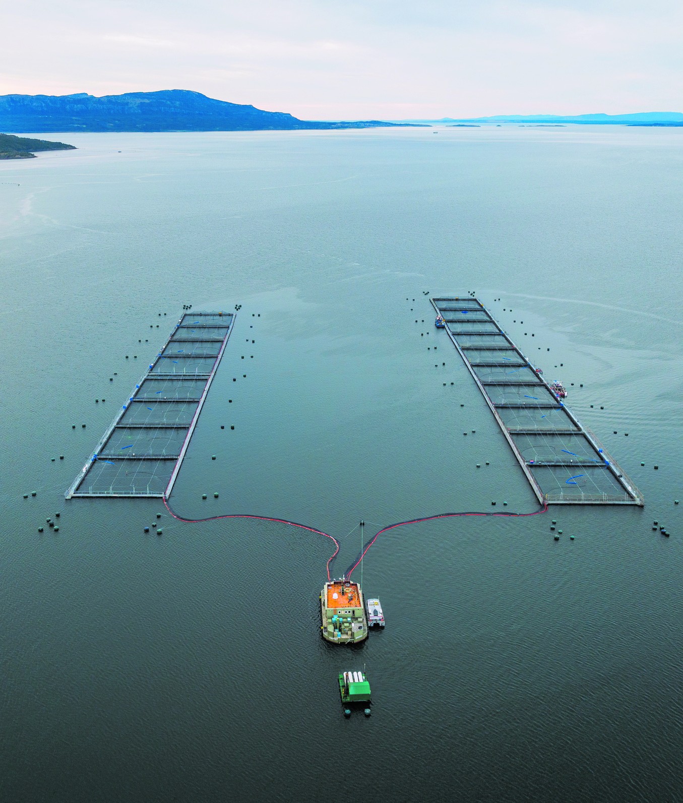 Como o salmão deixou de ser iguaria de ricos para se tornar um dos prediletos dos brasileiros