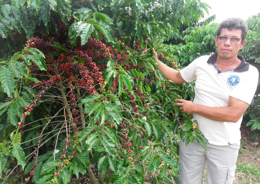 Conheça o café conilon: a espécie descoberta no Congo