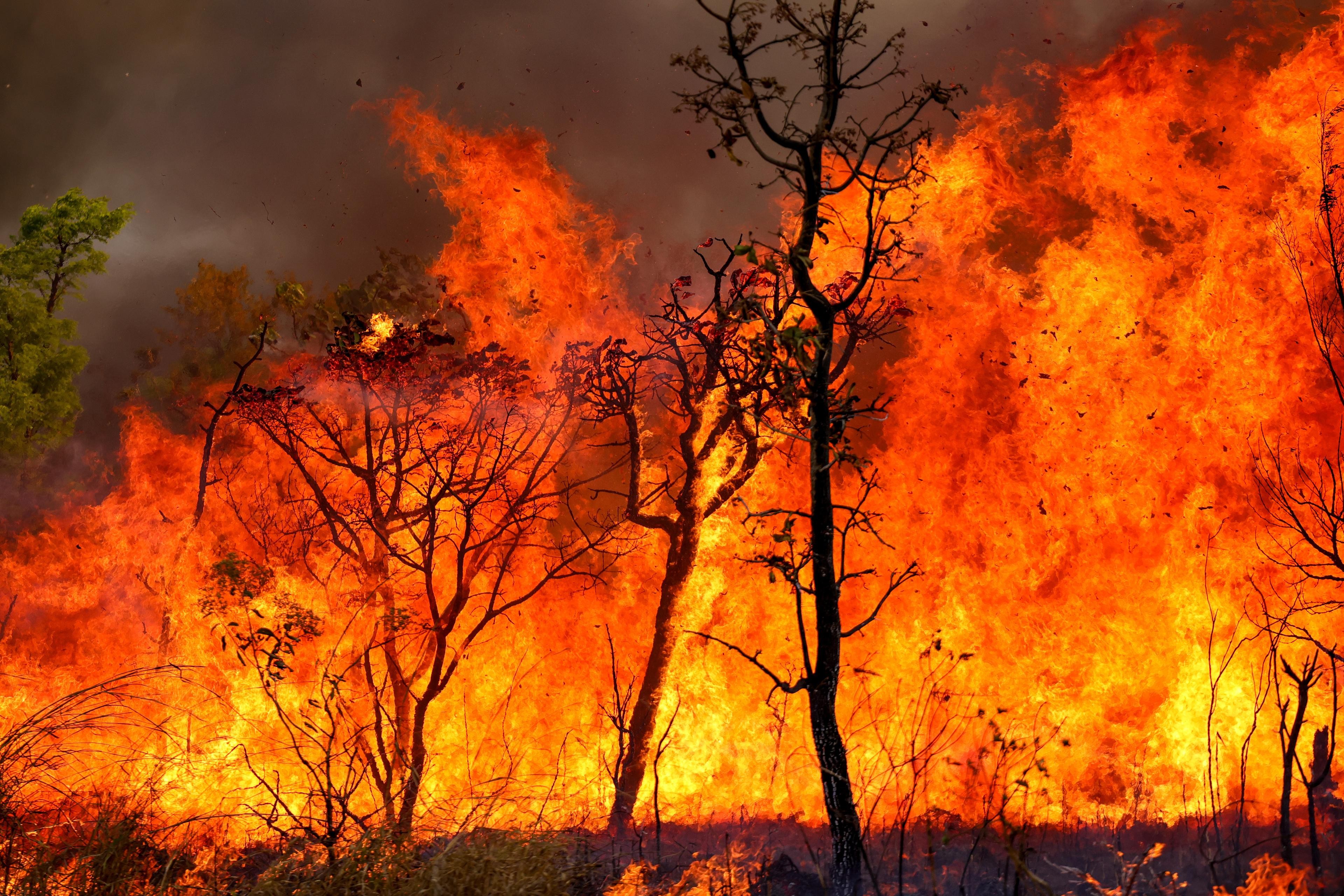 Incêndio florestal deixa 12 mortos no sul da Espanha
