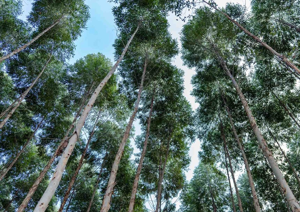 Com demanda por biomassa, plantio de eucalipto atrai investidores em MT - QTU Questões do Universo