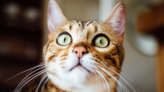 Pet Shop é condenado a indenizar tutor de gata que morreu após cirurgia