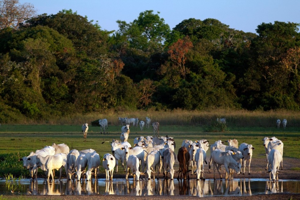 Programa estimula o aumento da produtividade e da rentabilidade, além de incentivar práticas de baixa emissão de carbono e pecuária regenerativa. — Foto: Getty Images