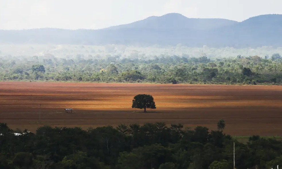 Cerrado brasileiro — Foto: Marcelo Camargo/Agência Brasil