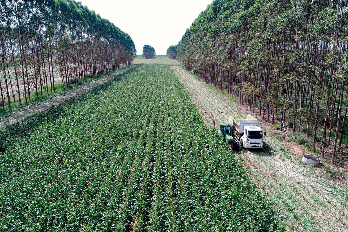 Financiamento sustentável ganha força no agronegócio