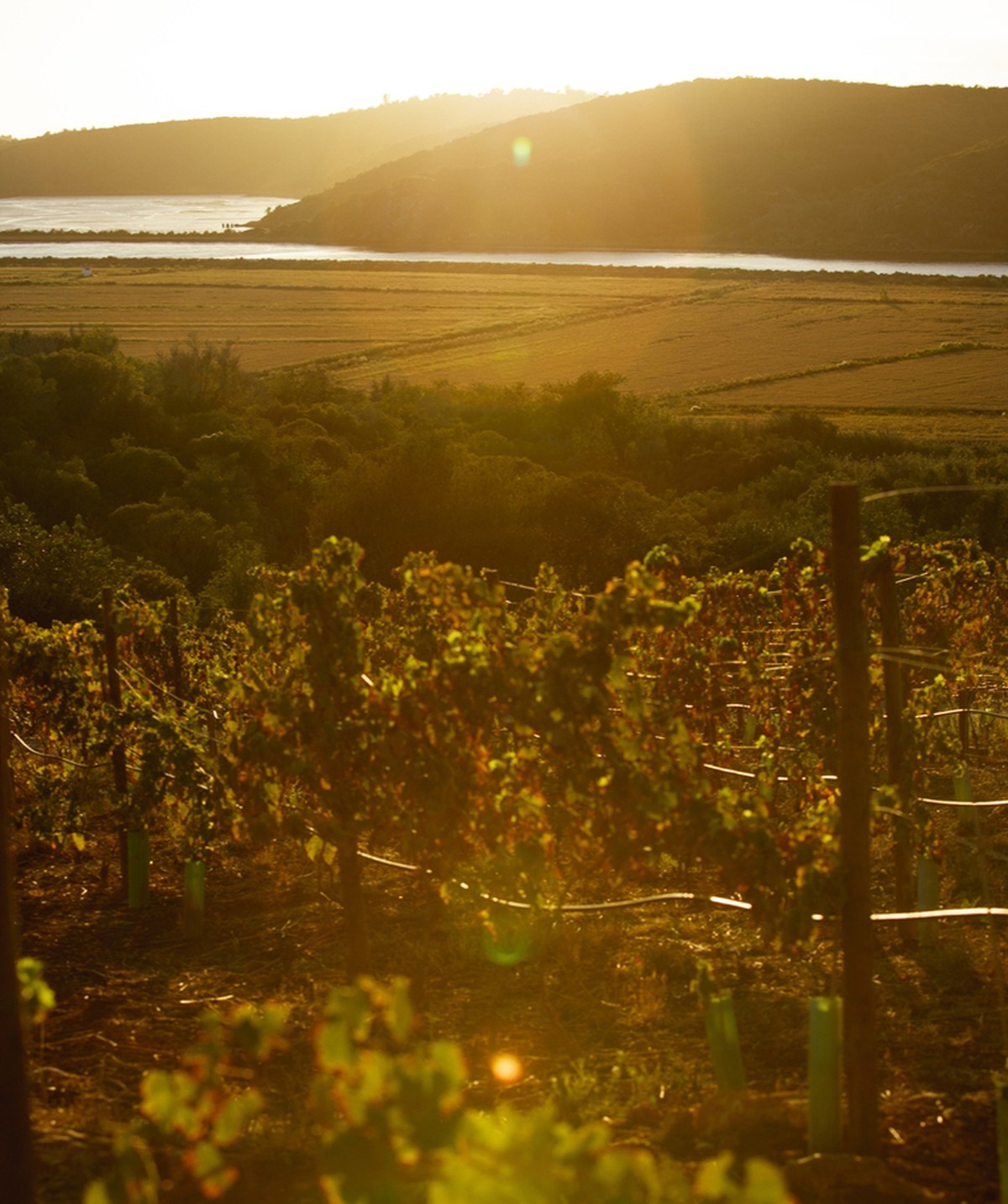 Algarve's Wine Industry Flourishes: A Record-Breaking Year and International Recognition