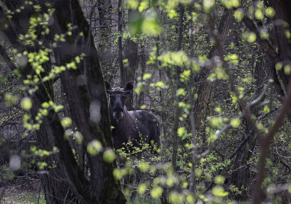 Um alce visto na cidade abandonada de Pripyat, perto da usina nuclear de Chernobil — Foto: Gleb Garanich/Reuters