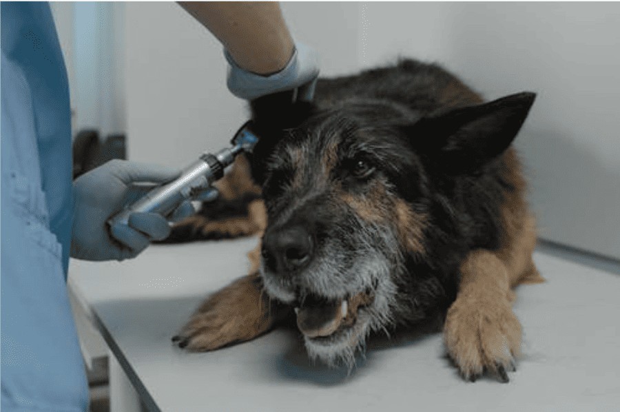 Mais de 10 pets considerados sem solução voltaram a ter qualidade de vida após tratamentos especializados em nefrologia