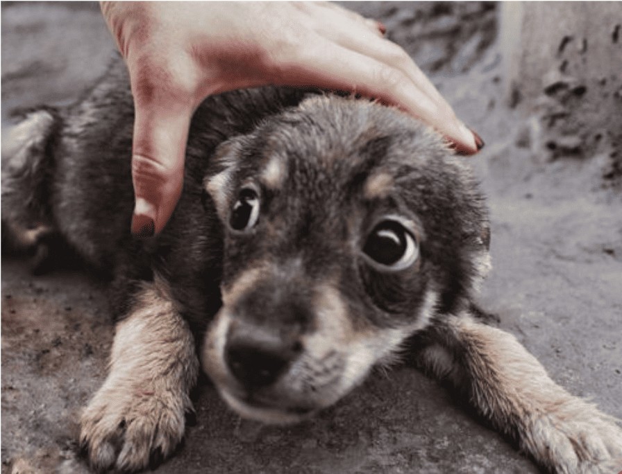 Copa do Mundo pode ser um pesadelo para os pets: veja como p