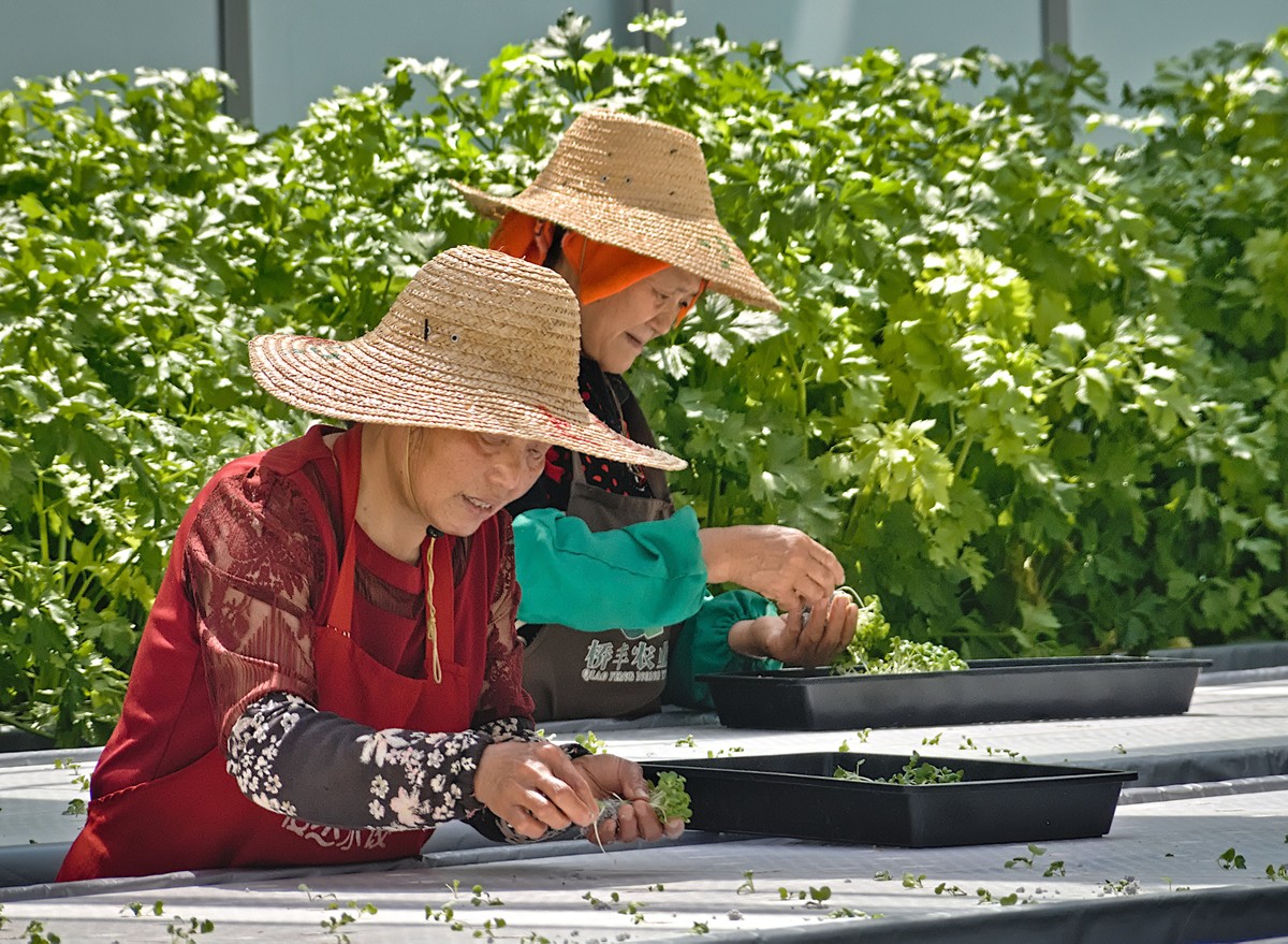 Cooperativas na China fortalecem o produtor com tecnologia e dados